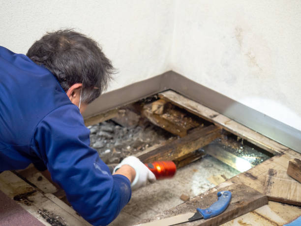 Best Industrial Mold Remediation in Seeley, CA