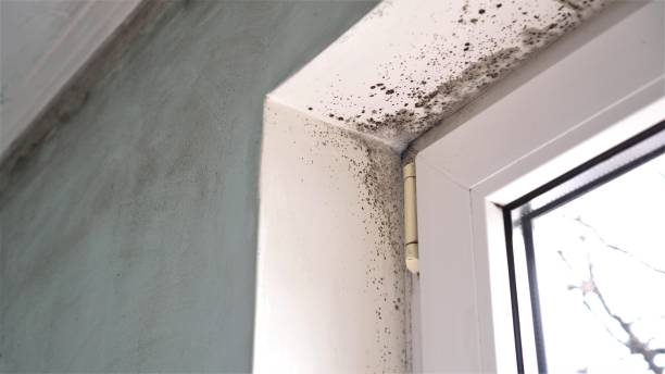 Best Black Mold Remediation in Seeley, CA