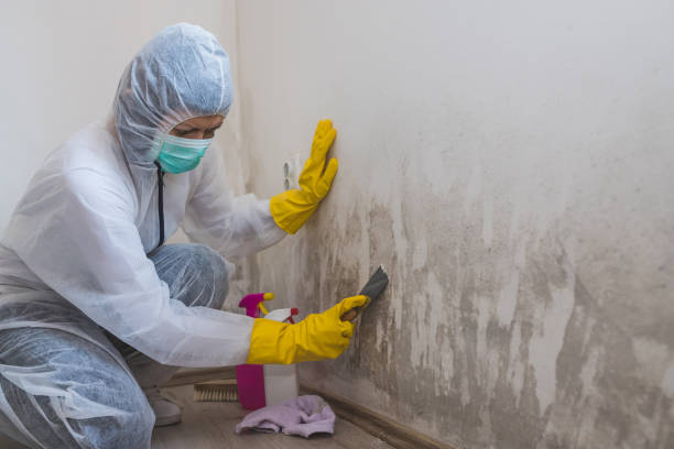 Best Post-Flood Mold Remediation in Seeley, CA