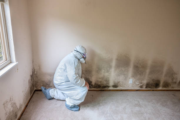 Best HVAC Mold Remediation in Seeley, CA