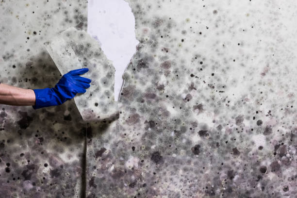 Best Health and Safety Mold Remediation in Seeley, CA